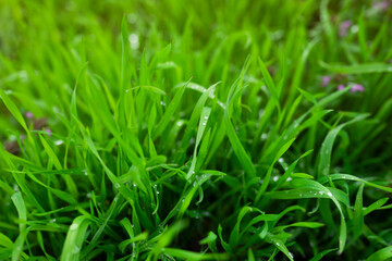 Wet juicy green grass in summer with shiny drops of morning dew. Textured dark imitation of green grass. Mock up for design background. copy space for text. minimal art. 