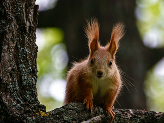 Squirrel learns the big world