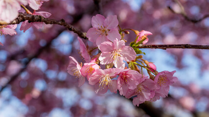 little bouquet of sakura blossoms in a sakura garden at the Matsuda Sakura Festival in Japan with blurred background