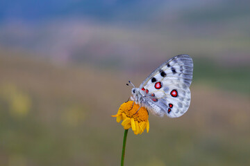 apollo a wonderful butterfly of the mountains (apollo parnassius)