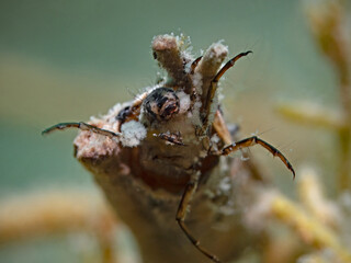 caddisfly larva underwater in freshwater, Köcherfliegenlarve 