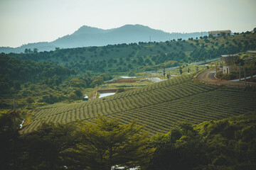 Beautiful view of Tam Chau tea plantation in Bao Loc city, Lam Dong province, Vietnam