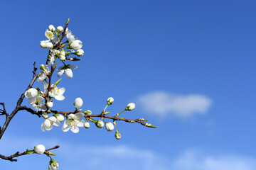 Blooming branch with white flowers against the sky.