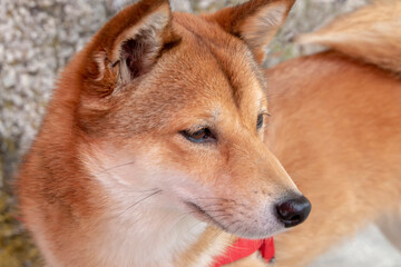 Naklejka na ściany i meble Portrait of cute red Shiba Inu dog - close up