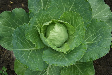 cabbage in the garden 