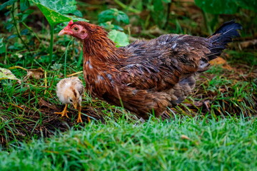 poule