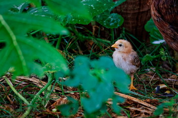 poussin