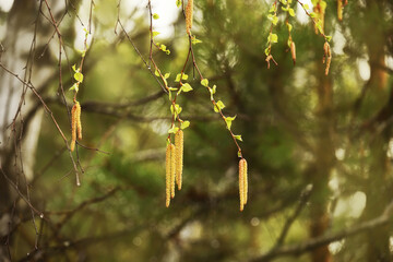 Earrings and small leaves on birch branches in a spring forest.
