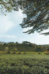 Beautiful view of Tam Chau tea plantation in Bao Loc city, Lam Dong province, Vietnam