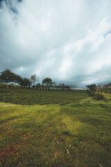 Obraz premium Beautiful view of Tam Chau tea plantation in Bao Loc city, Lam Dong province, Vietnam