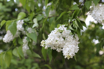 white flowers of tree. Lilac flowers in the garden. Green leaves in the garden. Relaxing people outdoors. Healthy lifestyle in the springtime.