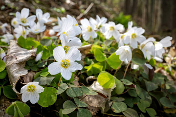 common wood sorrel (Oxalis acetosella) in the woods