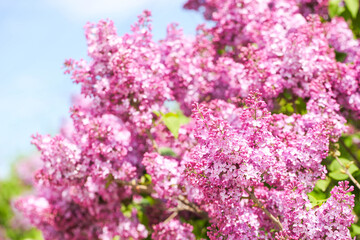 Obraz premium branches of lilac