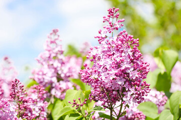 branches of lilac