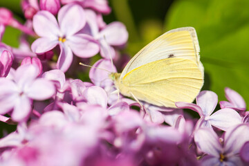 Cabbage butterfly on a lilac flower