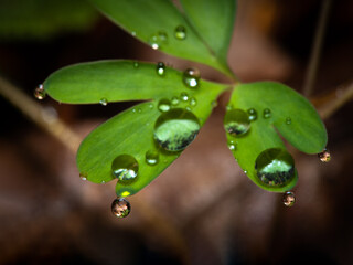 Close-up of green little leaf with rain drops