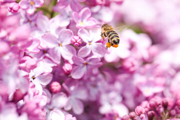 Bee collects pollen from lilac flowers
