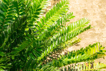 sago palm, botanical name Cycas revoluta, seen trough dark green leaves