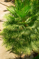 Mexican fan palm tree leaves in the garden.