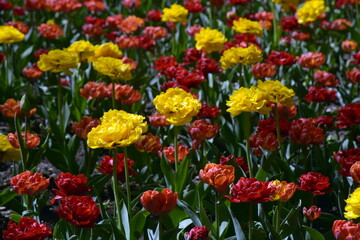 Tulips. Red and yellow flowers of tulip. Background.