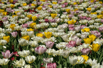 Tulips. Pink, white and yellow flower sof tulip. Background.