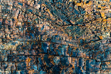 Natural wood texture background. Abstract wallpaper.