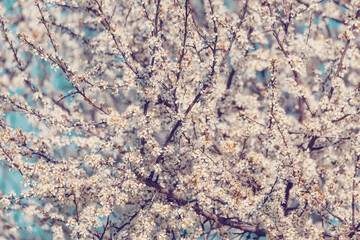 Midland hawthorn (Crataegus laevigata), white flowering tree in springtime, Europe, Springtime background