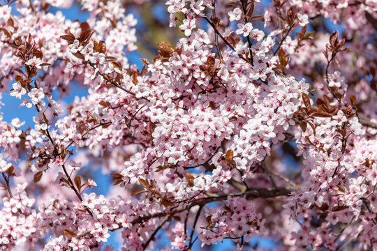 sakura, pink Cherry tree blossoms during spring. Springtime scene, Czech Republic