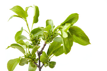Twig of Frangula alnus with flower buds (commonly known as the alder buckthorn, glossy buckthorn, or breaking buckthorn) isolated on white.