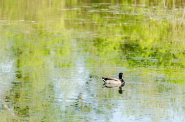 Wild ducks in their natural environment 