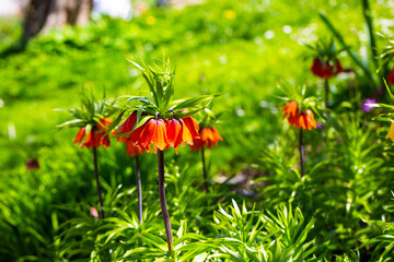 Westpark in spring in Munich, blue sky