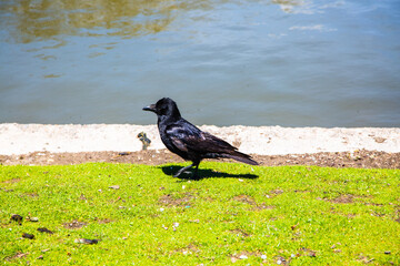 Raven in the west part of Munich