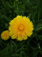 Yellow blooming kulbaba flower on the grass