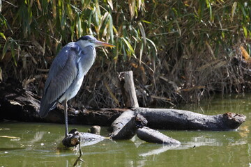 Grey heron is standing with one leg on the fallen tree in the pond. He is relaxed.