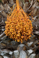 Close Up of New Yellow Fruit on Date Palm 