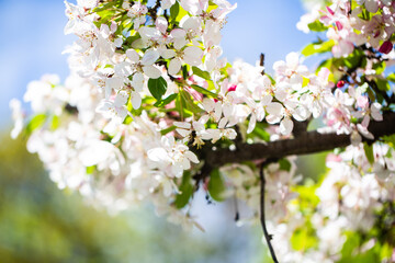 Westpark in spring in Munich, blue sky