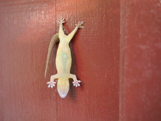 Common house gecko ( H. platyurus ) died while its hind feet clinged to the red wall, Hanging lizard carcass on door