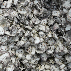 Wild oysters attached on rocky reef at low tide, Group of sea shells	