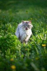 Naklejka na ściany i meble Photo of a gray fluffy cat in the green grass.