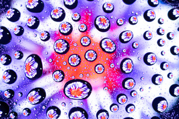 Spring pattern or texture of water drops on glass with purple, rose, red, white and lilac flower on...