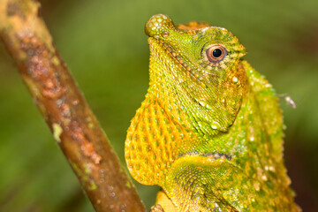 Hump-nosed Lizard, Lyriocephalus scutatus, Sinharaja National Park Rain Forest, World Heritage Site, UNESCO, Biosphere Reserve, Sri Lanka, Asia