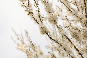 Cherry blossoms