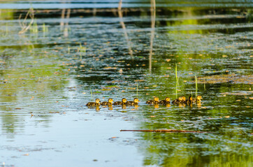 Young duck with ducklings, on a sunny day, on the water of the Danube tributary near Novi Sad, Serbia. 