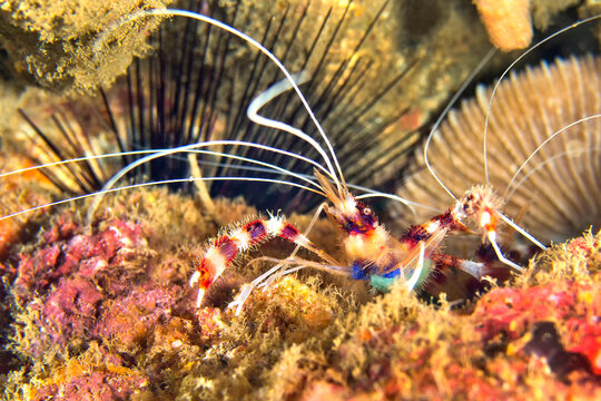 Banded Coral Shrimp, Boxer Shrimp, Stenopus hispidus, Lembeh, North Sulawesi, Indonesia, Asia