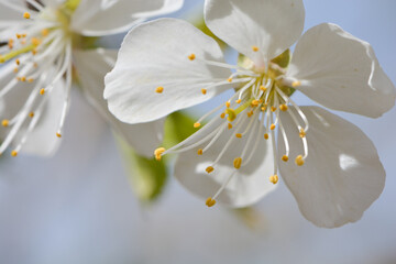 Macro of an cherry blossom in spring on light blue background