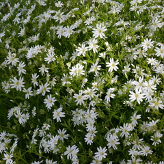 Stellaria Holostea Greater stitchwort Flowering Plant