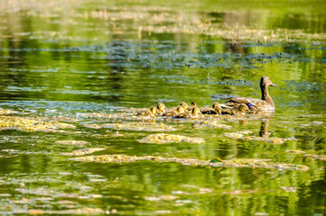 Young duck with ducklings, on a sunny day, on the water of the Danube tributary near Novi Sad, Serbia. 