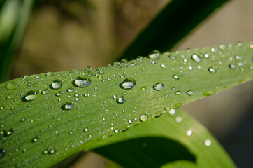 morning dew drops on the grass
