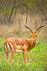 Impala, Aepyceros melampus melampus, Kruger National Park, South Africa, Africa