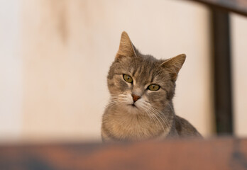 portrait of a cat